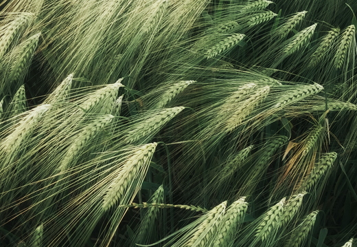 pexels-kei-scampa-4507967