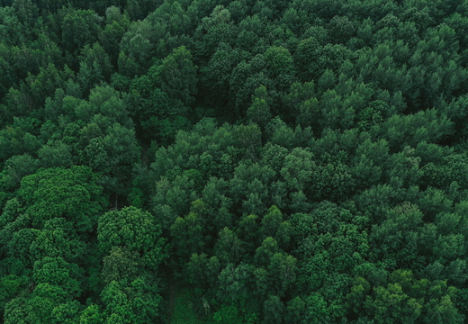 aerial-view-green-forest