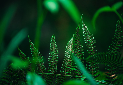 closeup-shot-ferns-spots-fern-are-spores