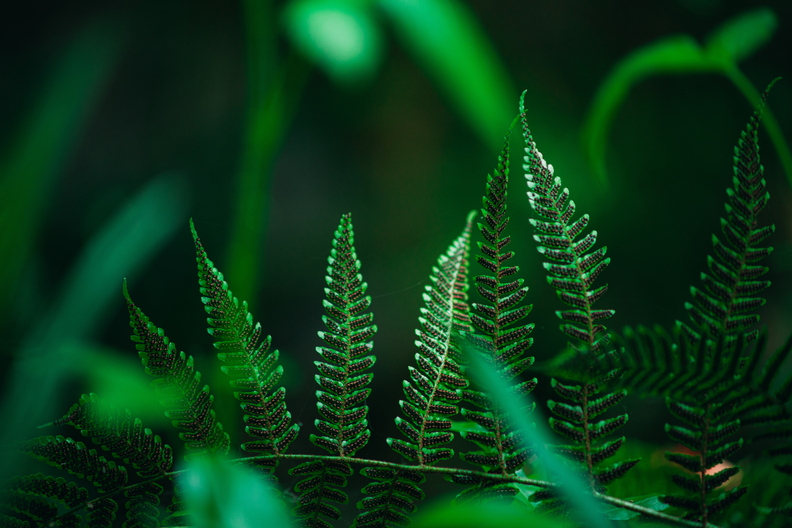 closeup-shot-ferns-spots-fern-are-spores.jpg