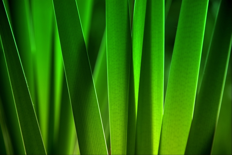 iStock-131920435.jpg