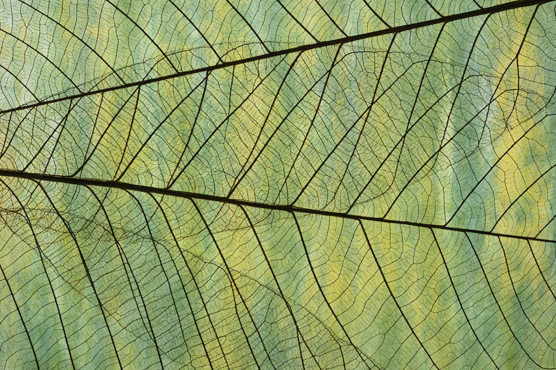 iStock-1054569438.jpg