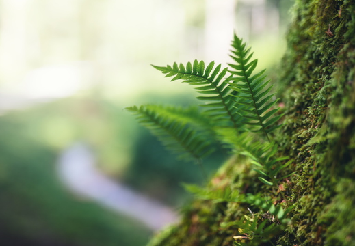 iStock-1125636069